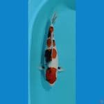 showa tategoi 40cm female