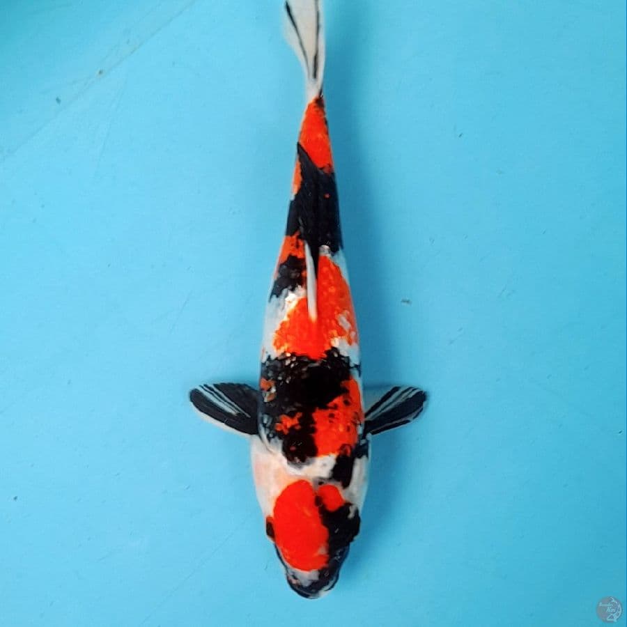 MARUTEN SHOWA GINRIN 30CM