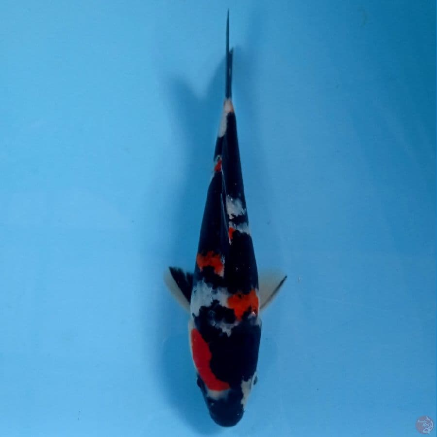 showa, 18 cm
