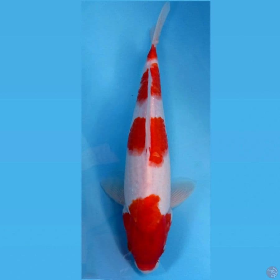 kohaku, 32 cm