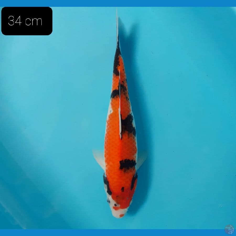 Showa 34 cm