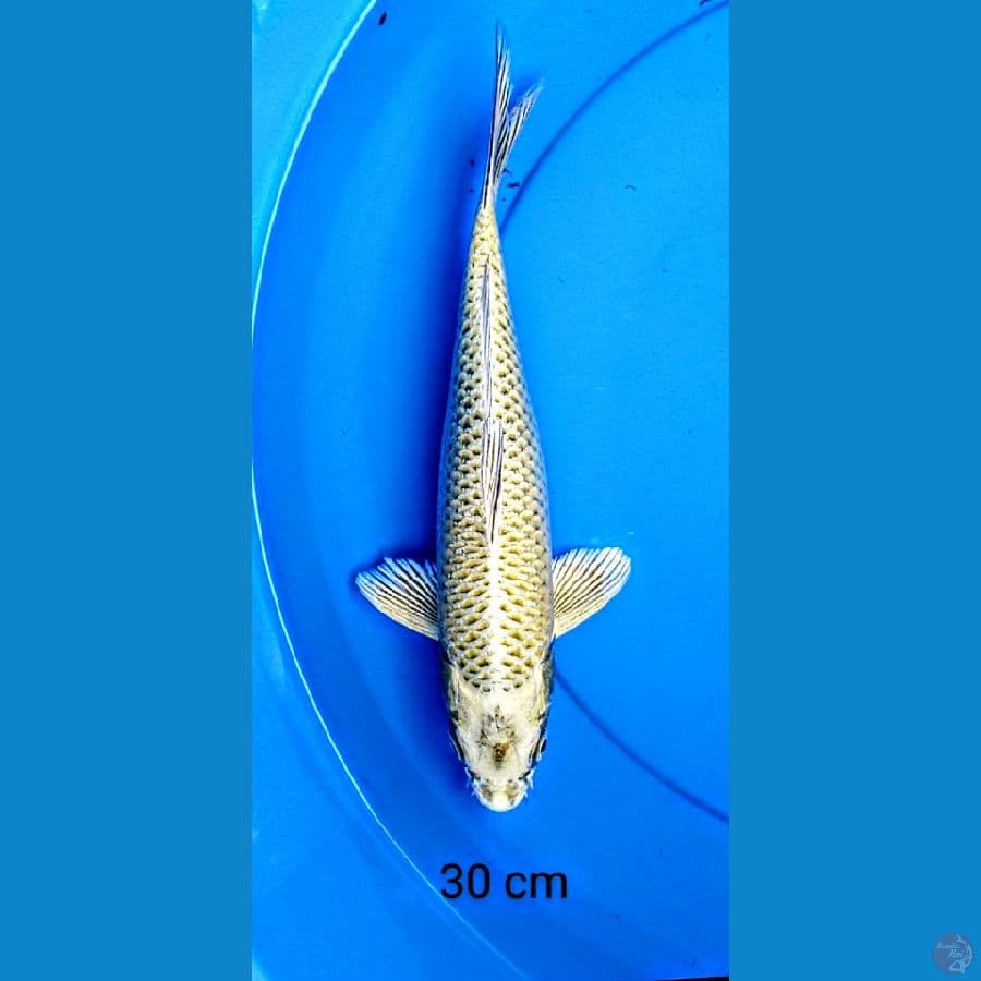 mukashi 30 cm