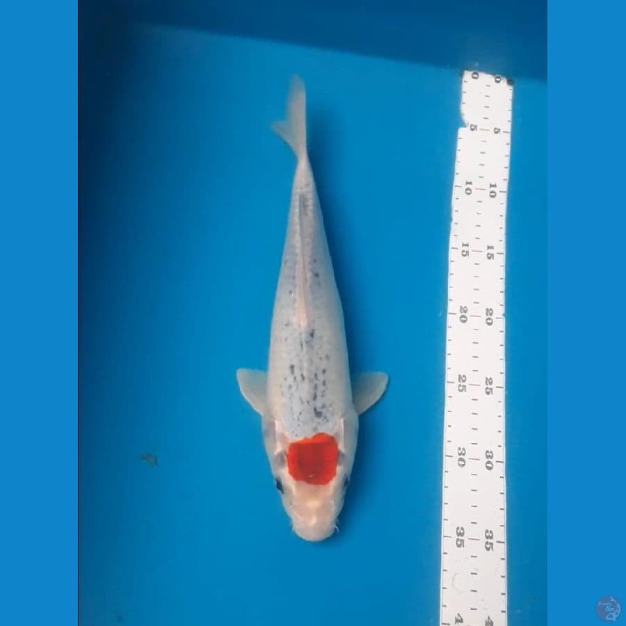 tanco gosiki 33cm