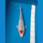 tanco gosiki 33cm