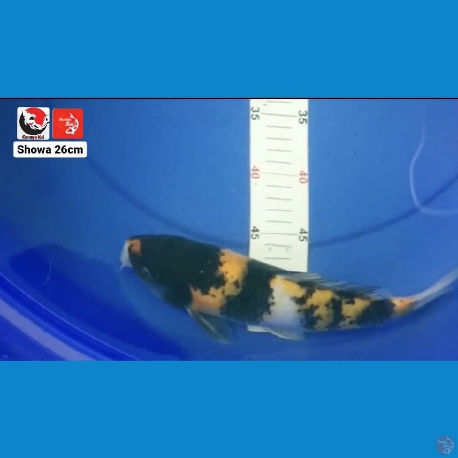 SHOWA 26CM --- CANAYA KOI FARM