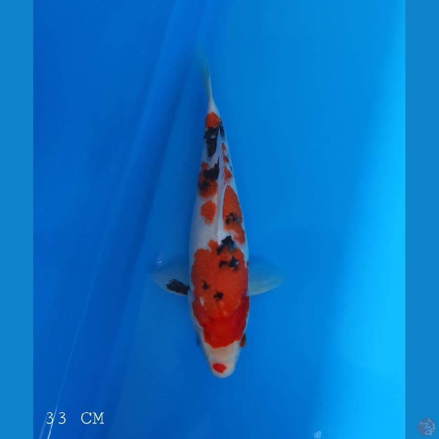 SANKE | 33 CM