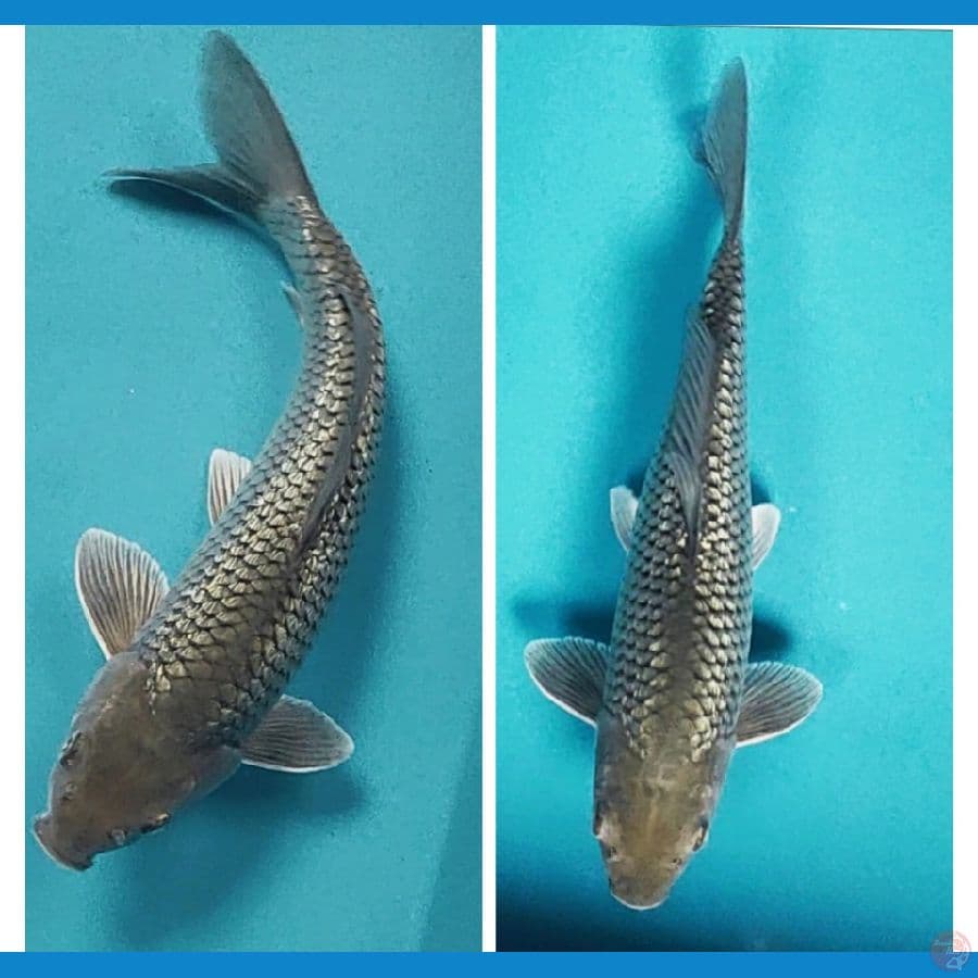 soragin 27cm male