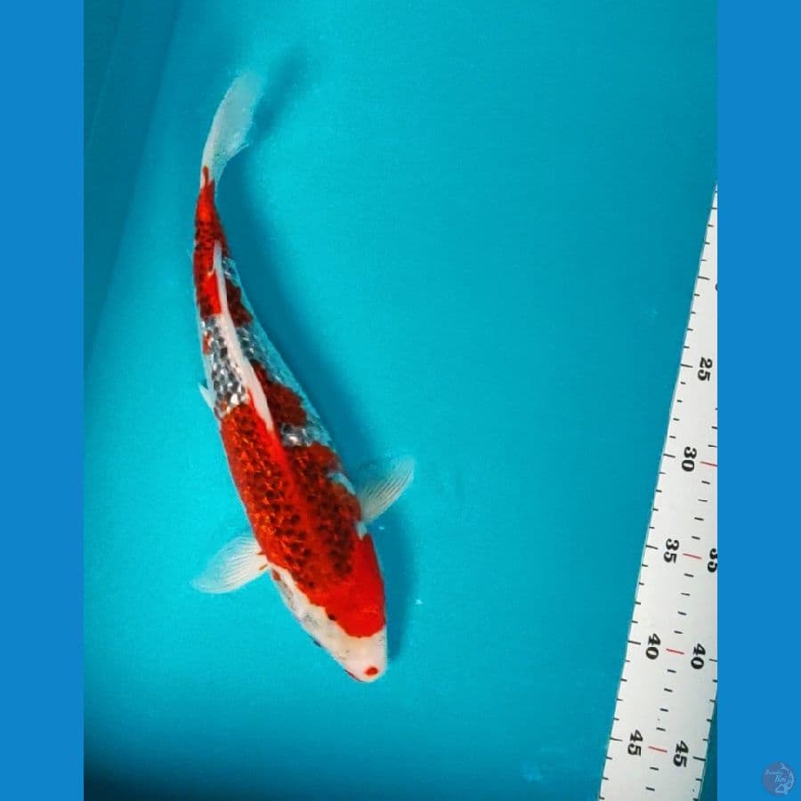 goshiki super red ginrin 33cm