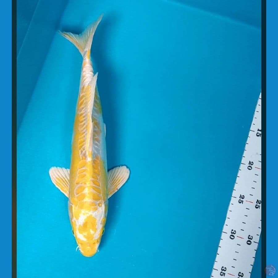 hariwake doit 33cm male