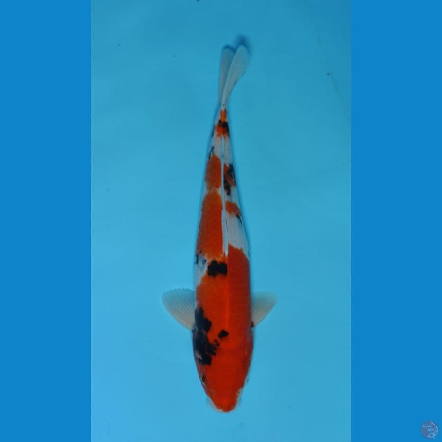 Sanke 33cm Male