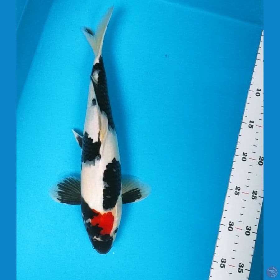 tancho showa SQ 33cm male