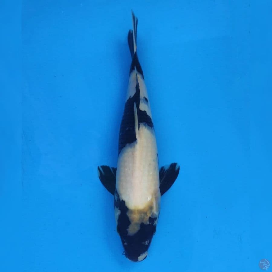 Okawa Shiro