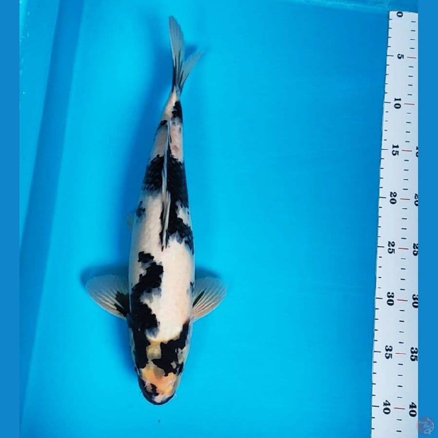 shiro SQ 35cm