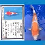 ARUKU 01 - Kohaku Import Maruyama 51cm