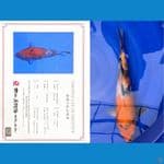 ARUKU 03 - Showa Import Dainichi 45cm