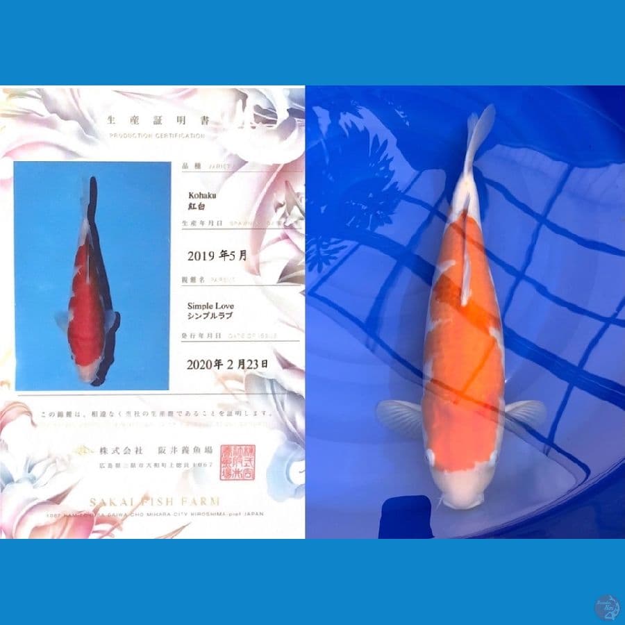 ARUKU 04 - Kohaku Import Sakai 50cm Body Badak