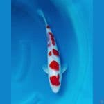 Kohaku 32cm 5 Step Original SQ