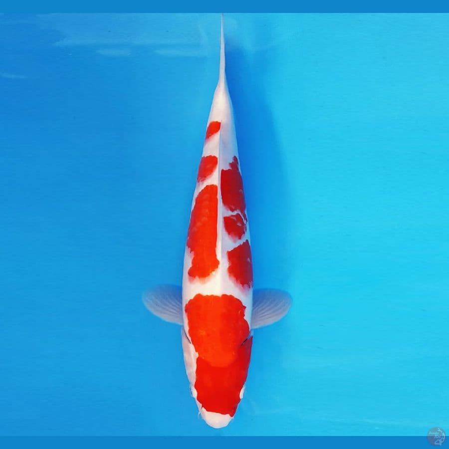 HARUNA 3 - KOHAKU 33 cm/fm ®