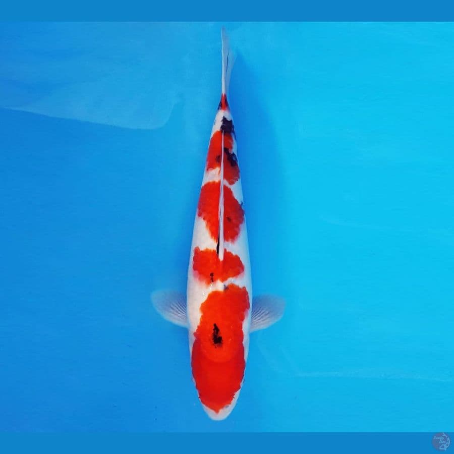 HARUNA 4 - SANKE 31 cm/fm ®