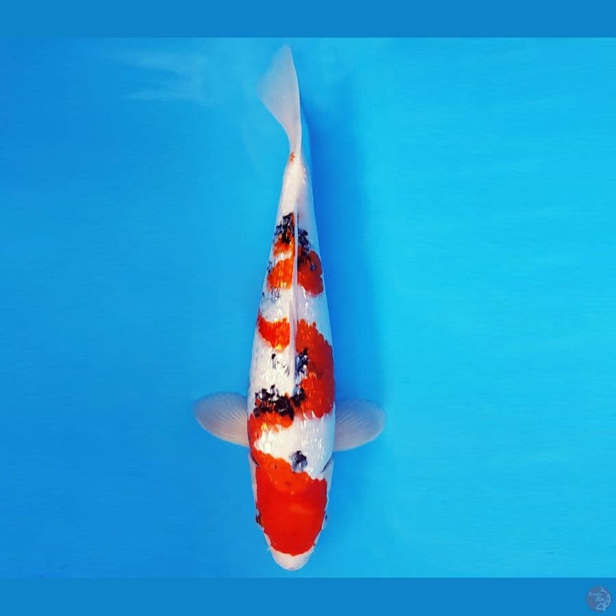 HARUNA 6 - SANKE GIN RIN 30 cm/male ®