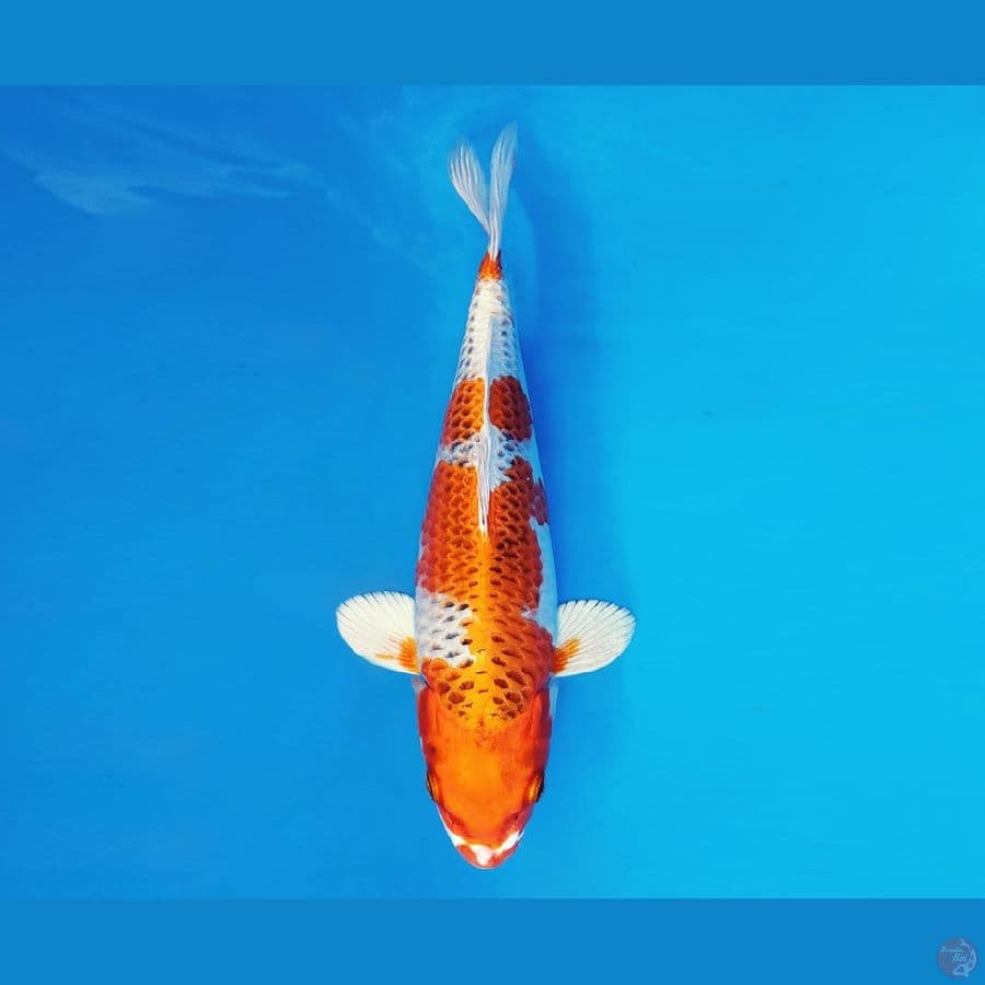 HARUNA 8 - KUJAKU 27 cm/fm ®