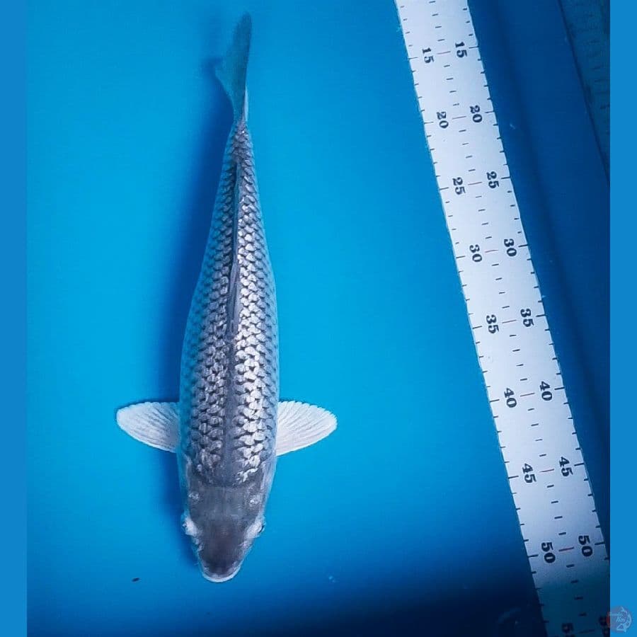 soragoi ginrin 35cm