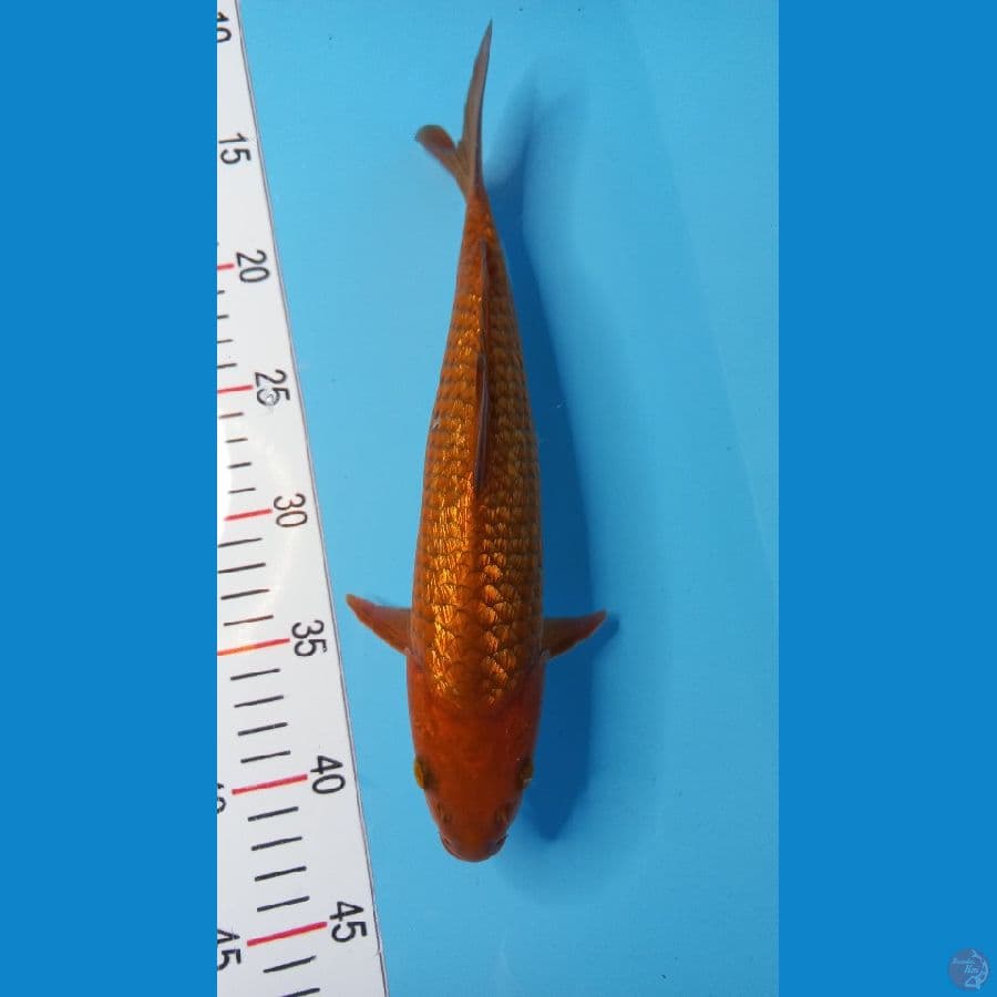 cagoi gindrin 28 cm