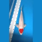 tancho kohaku 37 male