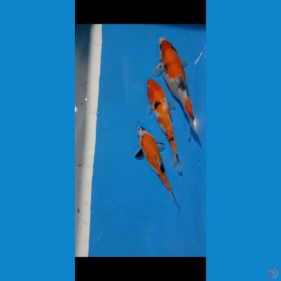 showa 3ekor 25,27,31cm