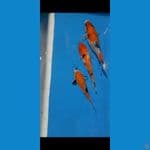 showa 3ekor 25,27,31cm