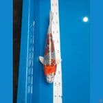 34 cm KUJAKU