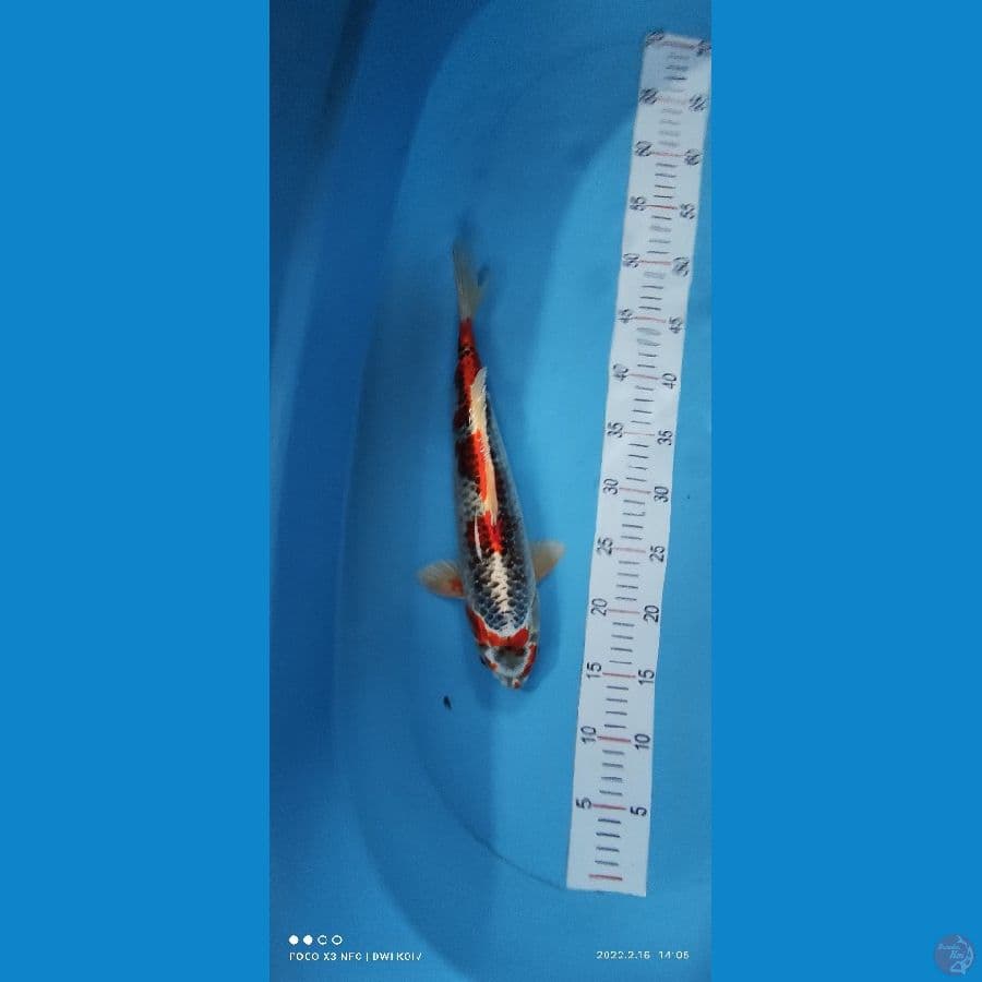 kujaku 30 cm