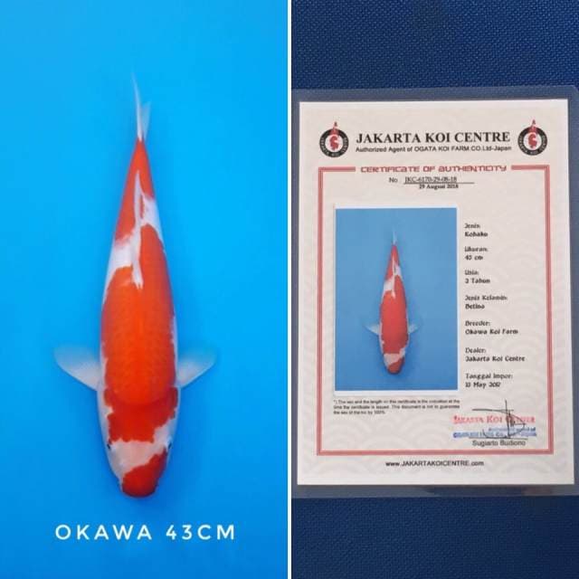 kohaku okawa import