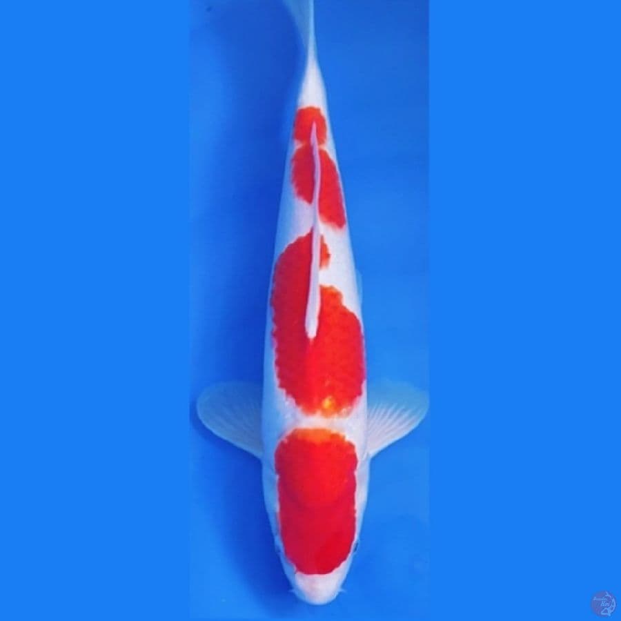 SUPER KOHAKU 3-STEP