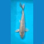 Soragoi Ginrin 35 Male