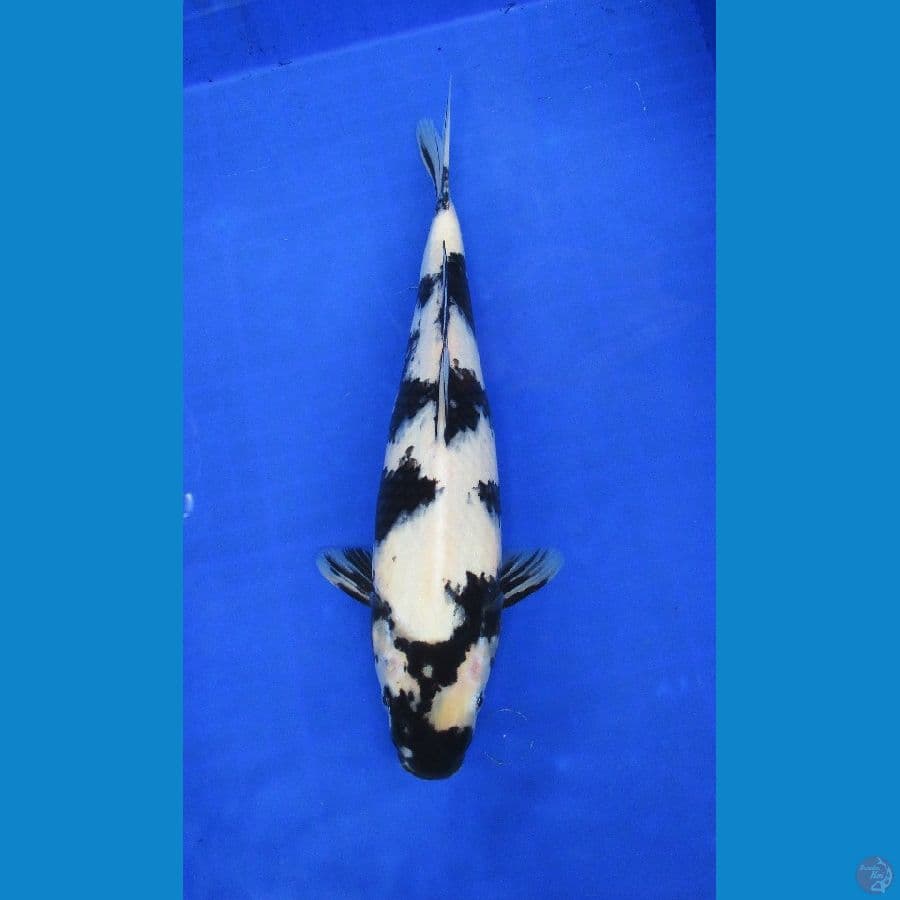 shiro ±36cm
