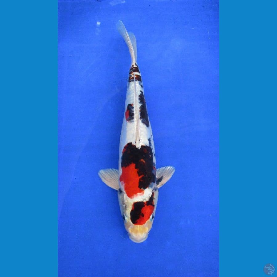 showa doitsu hikari ±34cm