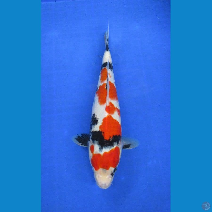 showa sansoku ±35cm hq