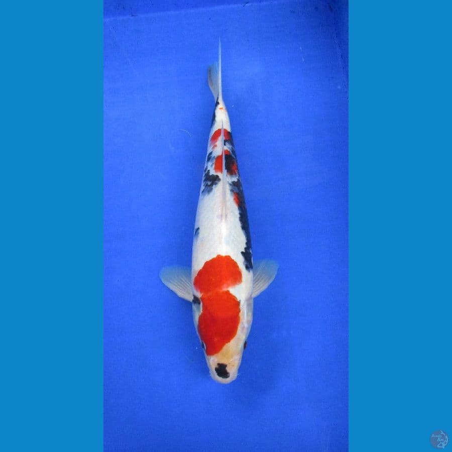 showa sansoku ±38cm