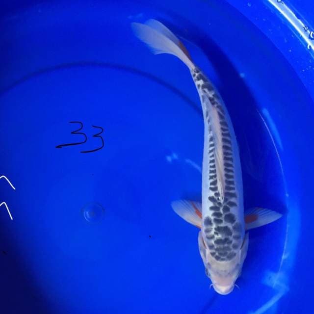 Shusui 33 cm