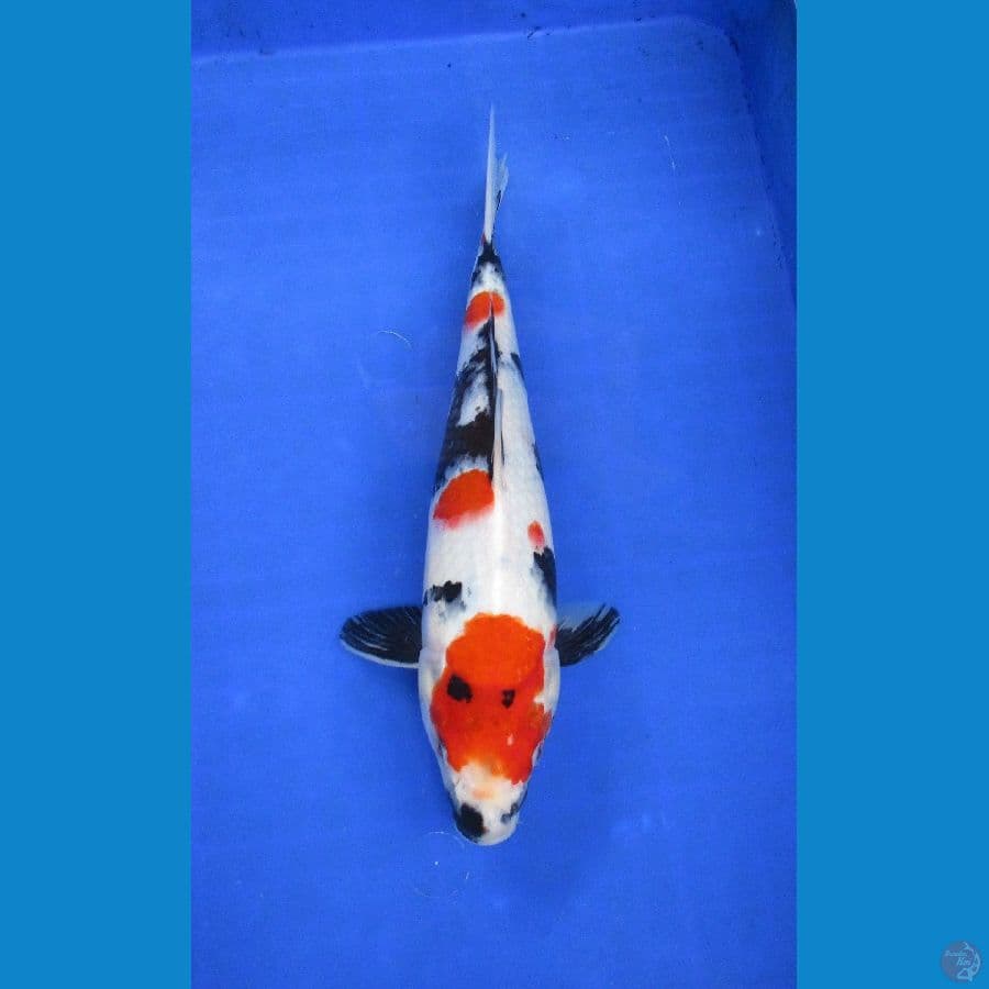 showa sansoku ±32cm