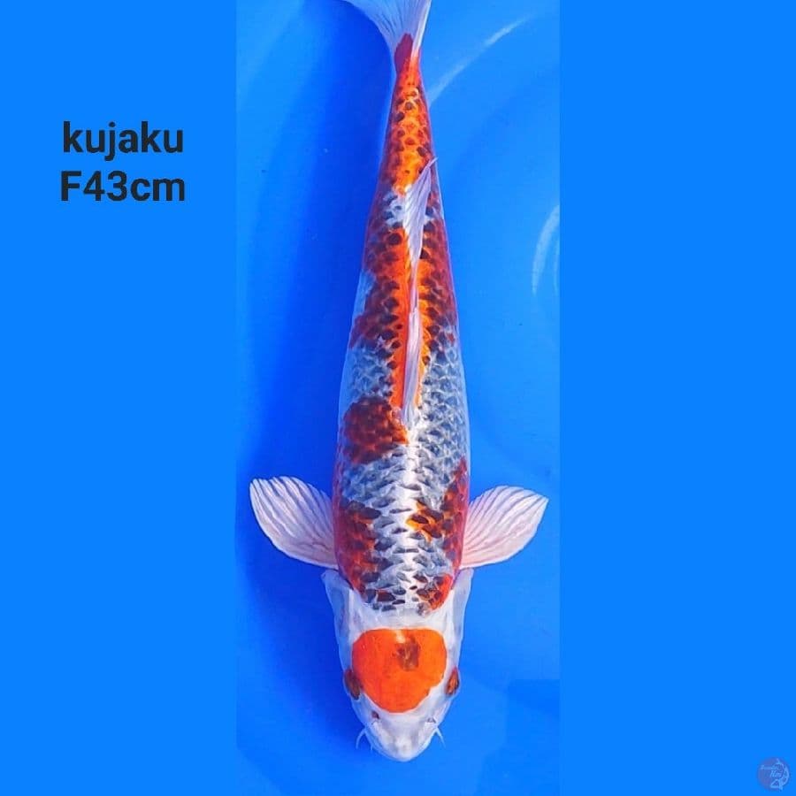 MARUTEN KUJAKU