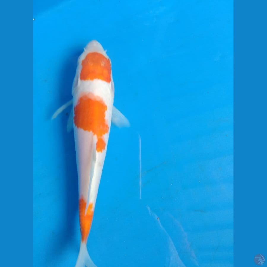 kohaku