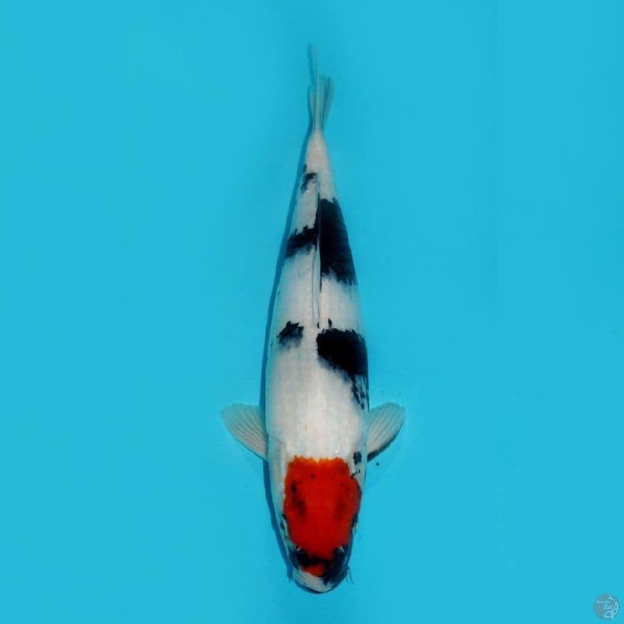 TANCHO SHOWA, 34 CM