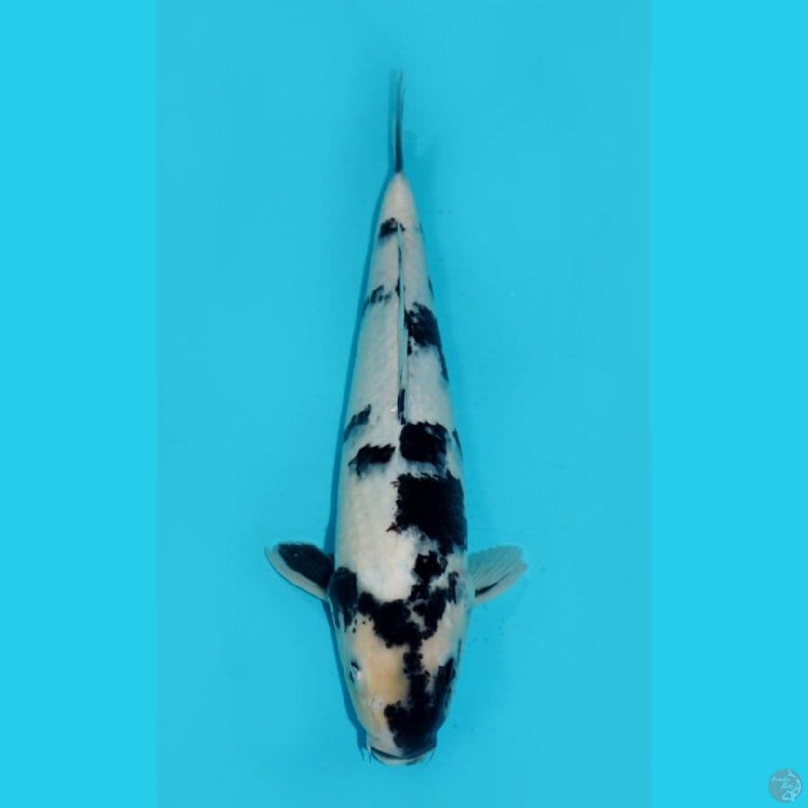 35CM - SHIRO