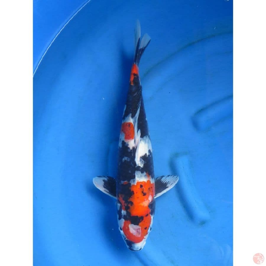 Showa Jumbo - 48cm