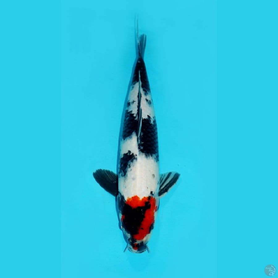 TANCHO SHOWA, 33 CM