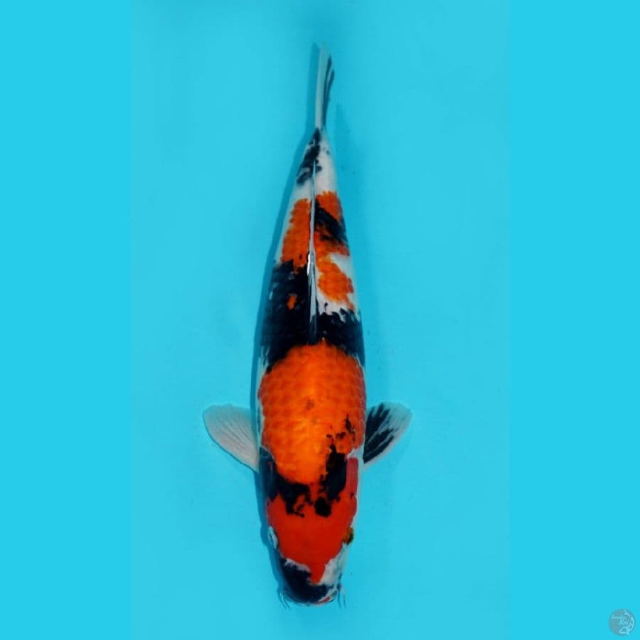 35 CM - SHOWA