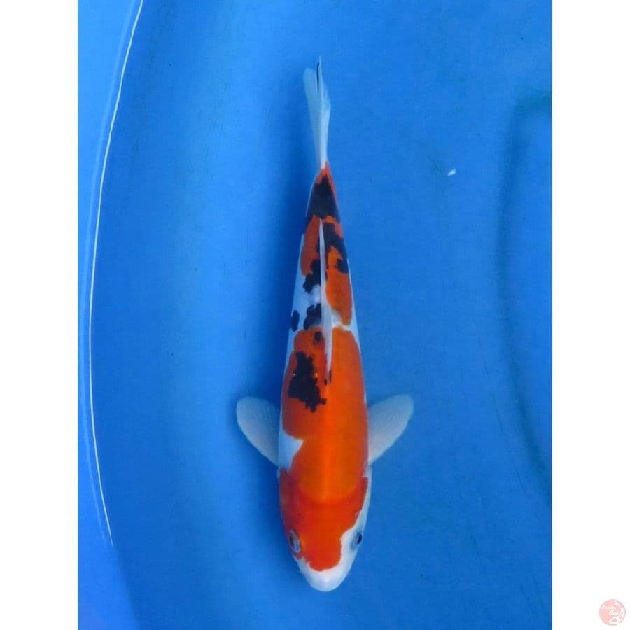Sanke Doitsu Murni - 23cm