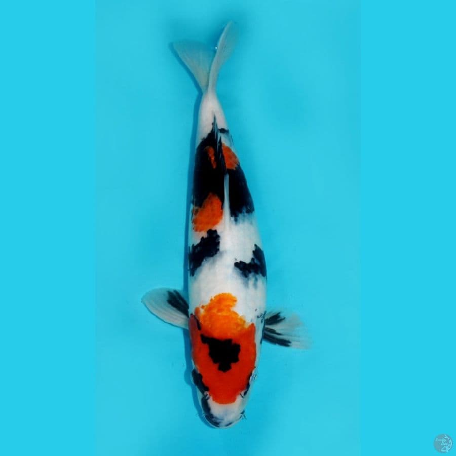 35 CM - KINDAI SHOWA